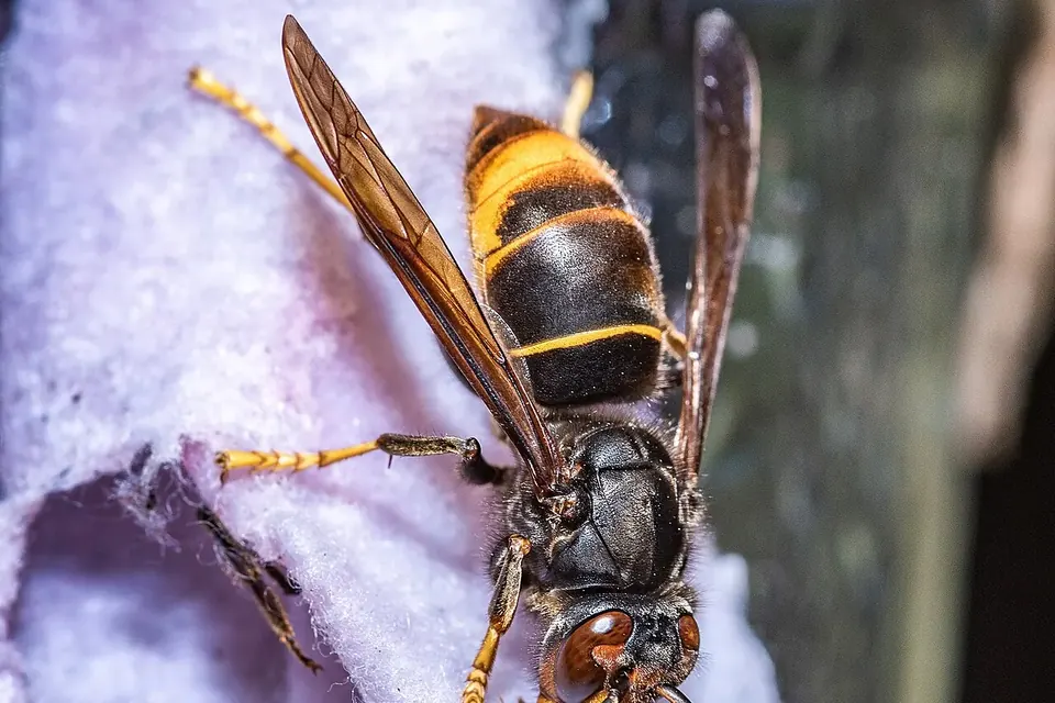 Gros plan d'un frelon asiatique, au corps sombre bandé d'orange et aux pattes jaunes, posé sur la paroi papier de son nid